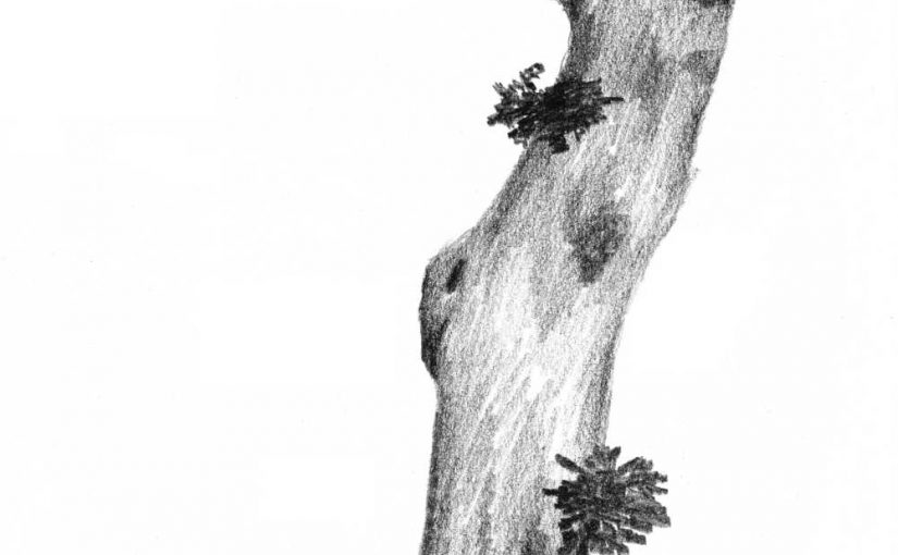 charcoal sketch of oak tree