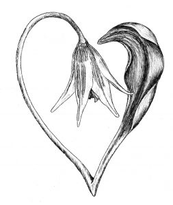 Flower forming a Heart shape