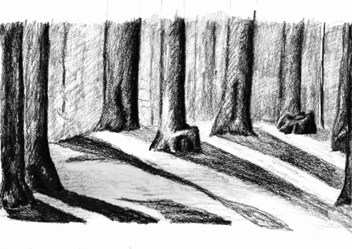Charcoal drawing of trees casting shadows in the forest
